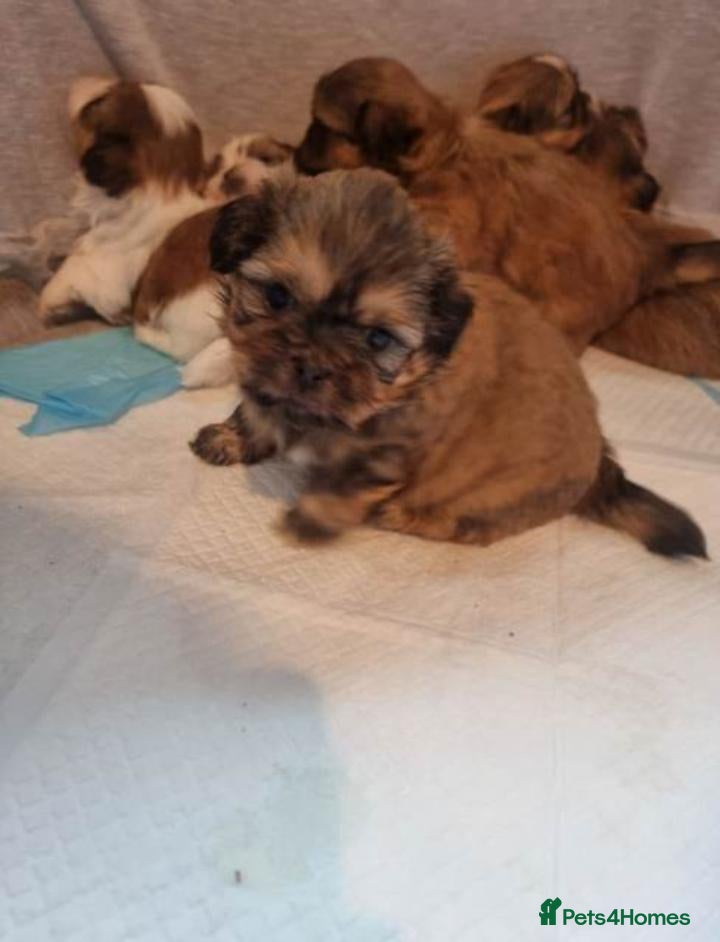 Shih Tzu dogs Adorable Shih Tzu Puppies ready for loving homes. - Advert 5