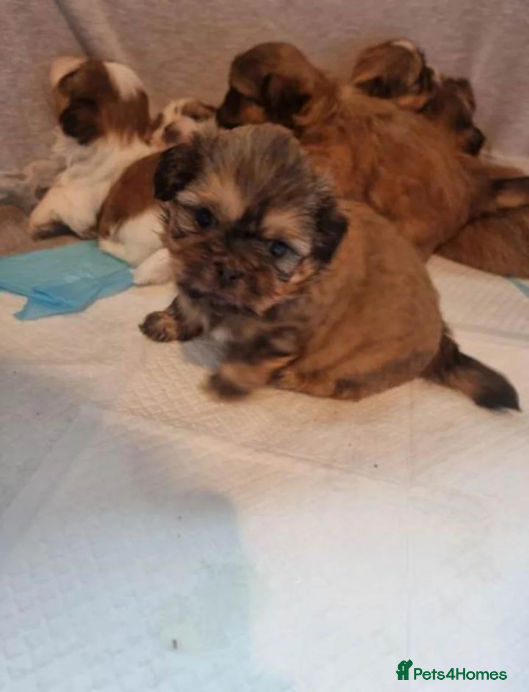 Shih Tzu dogs for sale: Adorable Shih Tzu Puppies ready for loving homes. - Advert 1