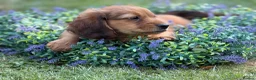 Mixed Breed dogs for sale: Two beautiful dachshund x schweenie  in Chester - Advert 4