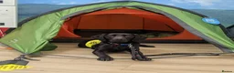 Labrador Retriever dogs for sale: Assistance dogs - Advert 3