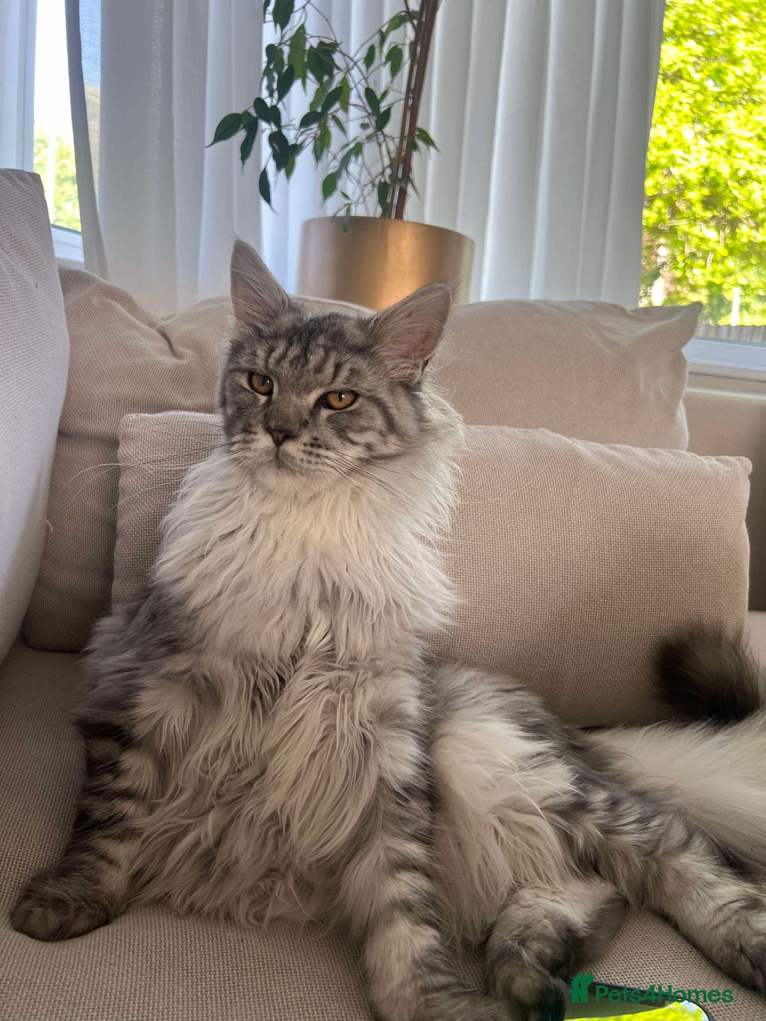 Maine Coon cats for sale: Male Maine coon - Image 2
