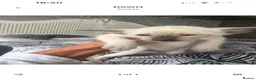 Oriental cats for sale: Oriental and Siamese kittens.  - Advert 11