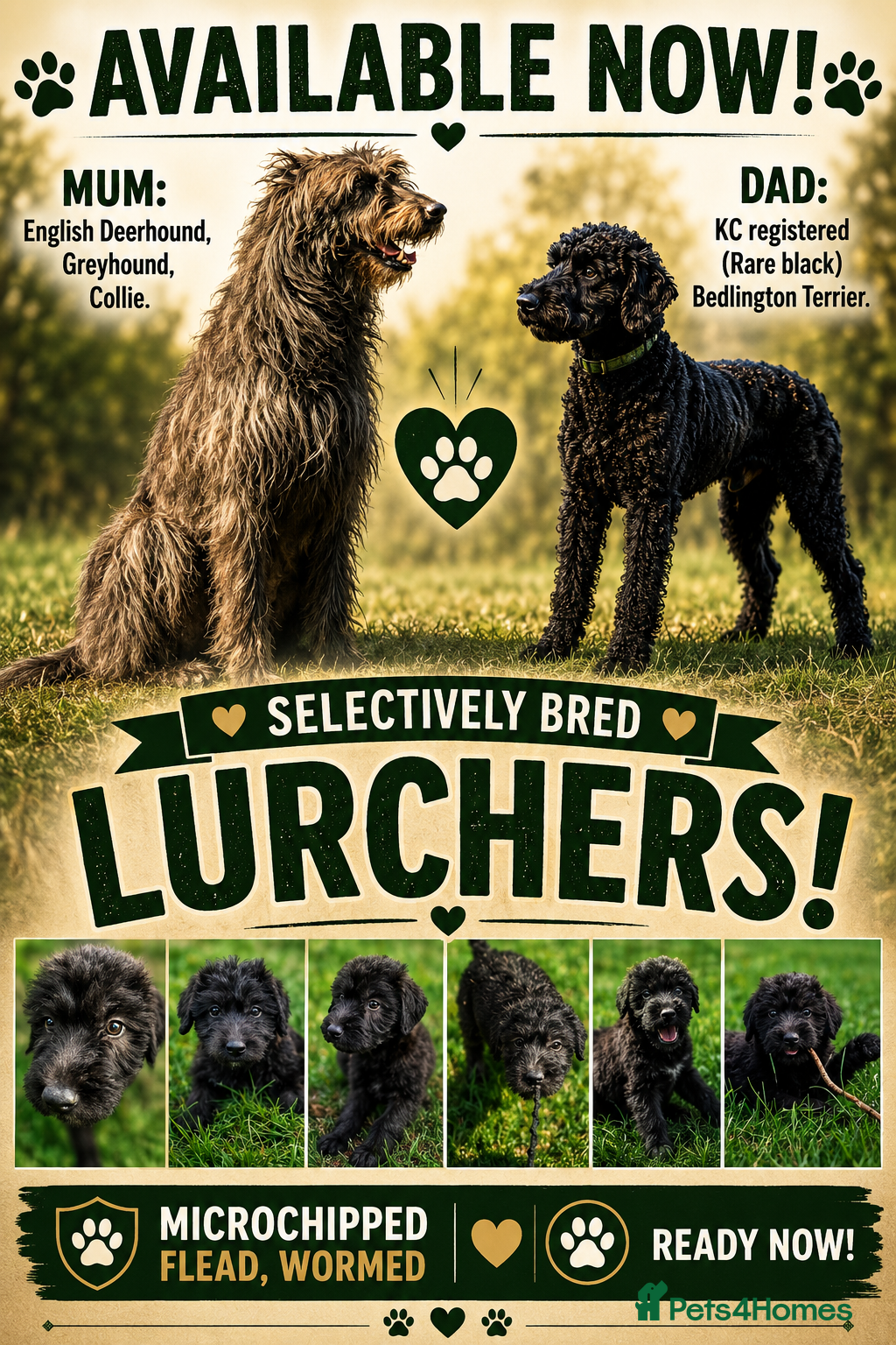 Lurcher dogs Deerhound Greyhound Collie/Bedlington  - Advert 7
