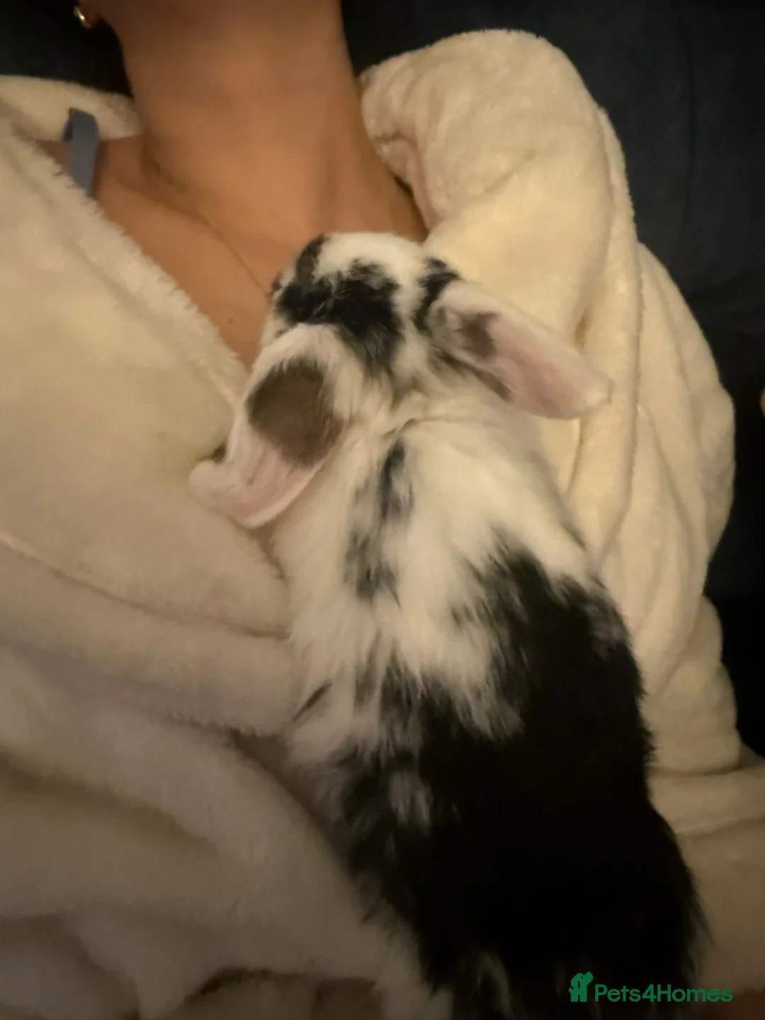 Mini Lop rabbits for sale: Gorgeous mini lop baby rabbits  - Advert 12