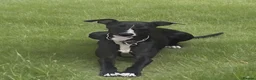 Whippet dogs for stud: Stud available - Bonnywhip Flacks - Advert 8