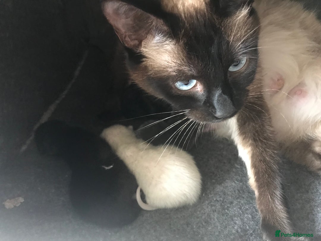 Mixed Breed cats for sale: Stunning Persian x Siamese kittens - Image 12