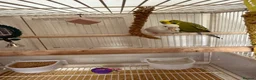 Budgerigars birds for sale: Make and female budgie with cage. - Advert 3