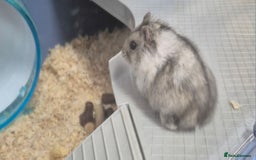 Hamster rodents for sale: FREE 2 x dwarf hamsters - Image 2
