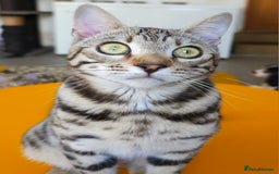 Bengal cats for sale: Gorgeous Brown Rosetted Boy Available  - Advert 9