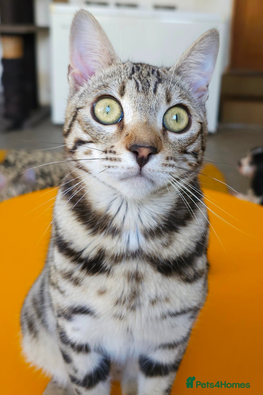 Bengal cats for sale: Gorgeous Brown Rosetted Boy Available  - Advert 9