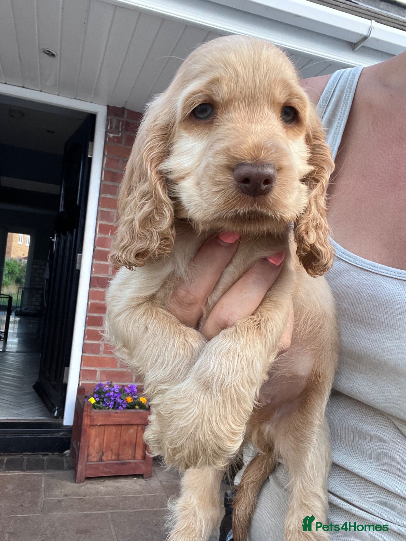Cocker Spaniel dogs READY SOON 🐾 LAST GOLDEN BOY 🩵 - Advert 1