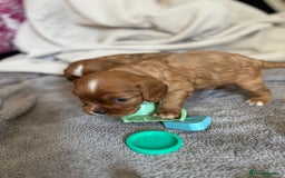 Cavalier King Charles Spaniel dogs for sale: KC reg 🍫parents/Eyes/heart&health certs - Image 10