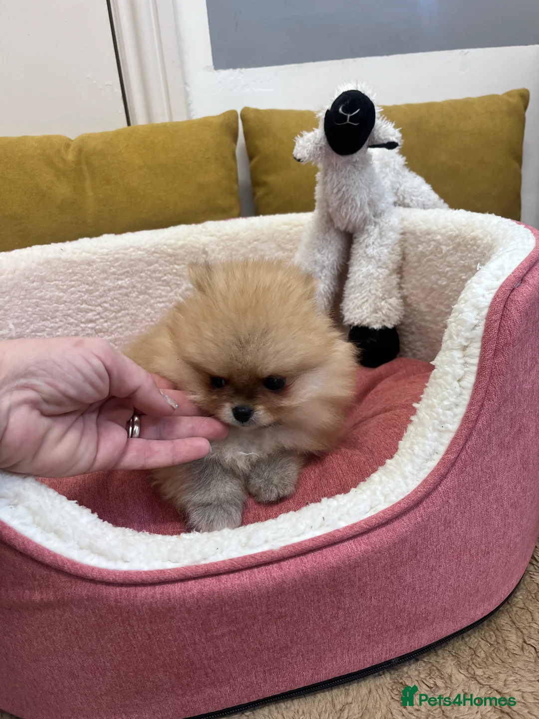 Pomeranian dogs for sale: Top Quality 🐻 Teddy Bears  - Advert 4