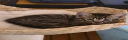 Bengal cats for sale: Bengal kittens ready for their forever homes  - Advert 19