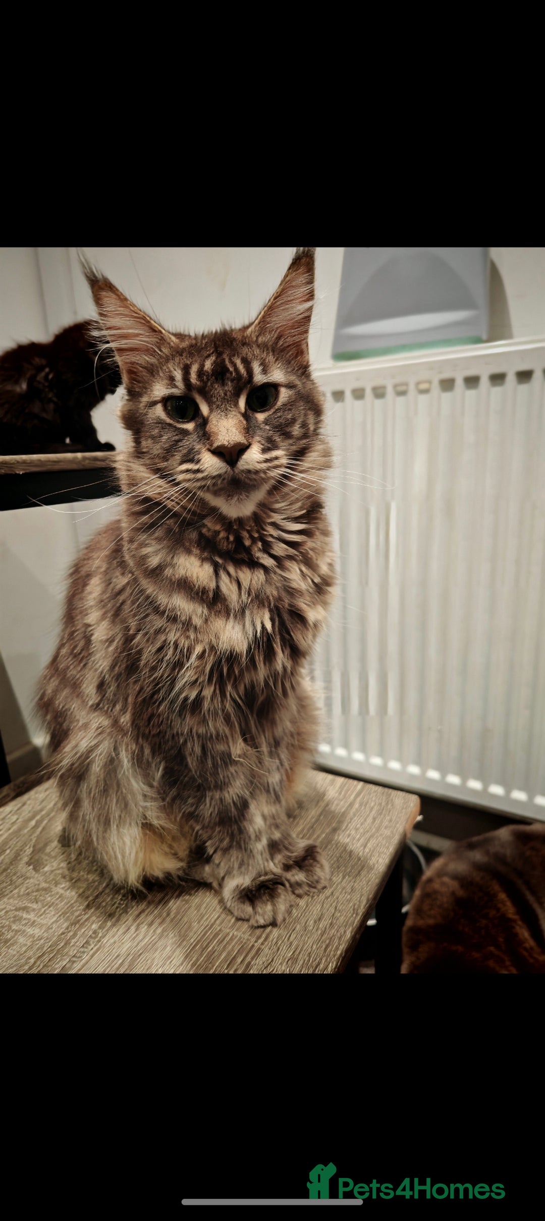 Mixed Breed cats for sale: Kittens  - Advert 7