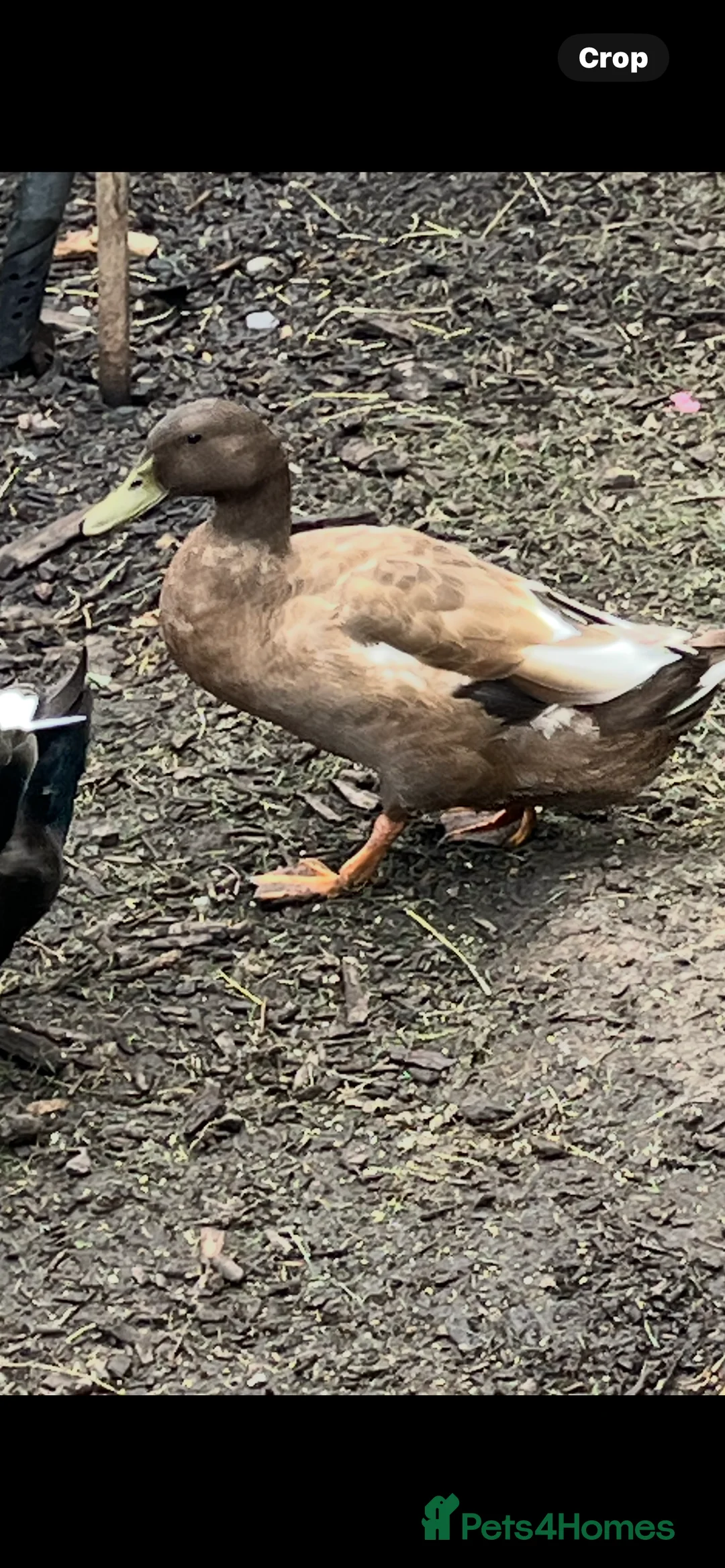 Ducks poultry for sale: Khaki Campbell ducks - Advert 2