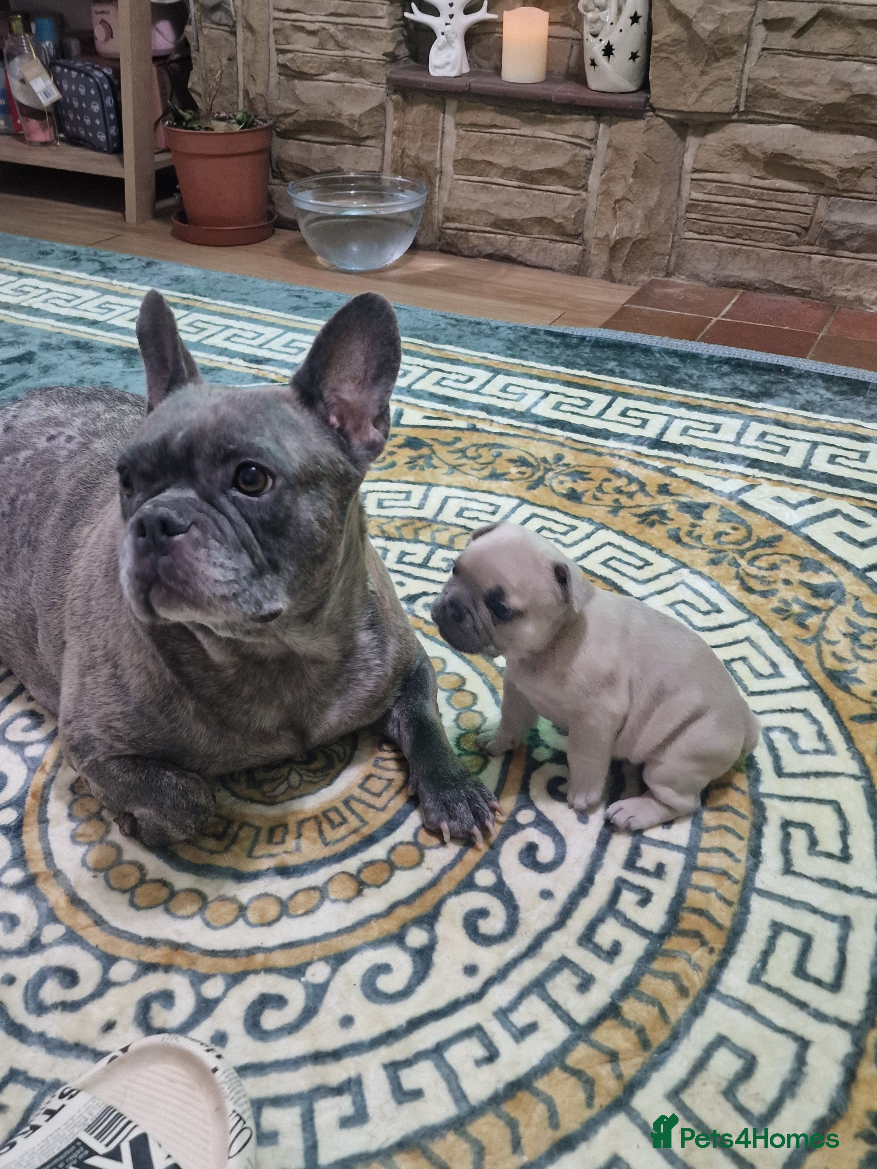 French Bulldog dogs Beautiful blue french bulldogs puppies  - Advert 3
