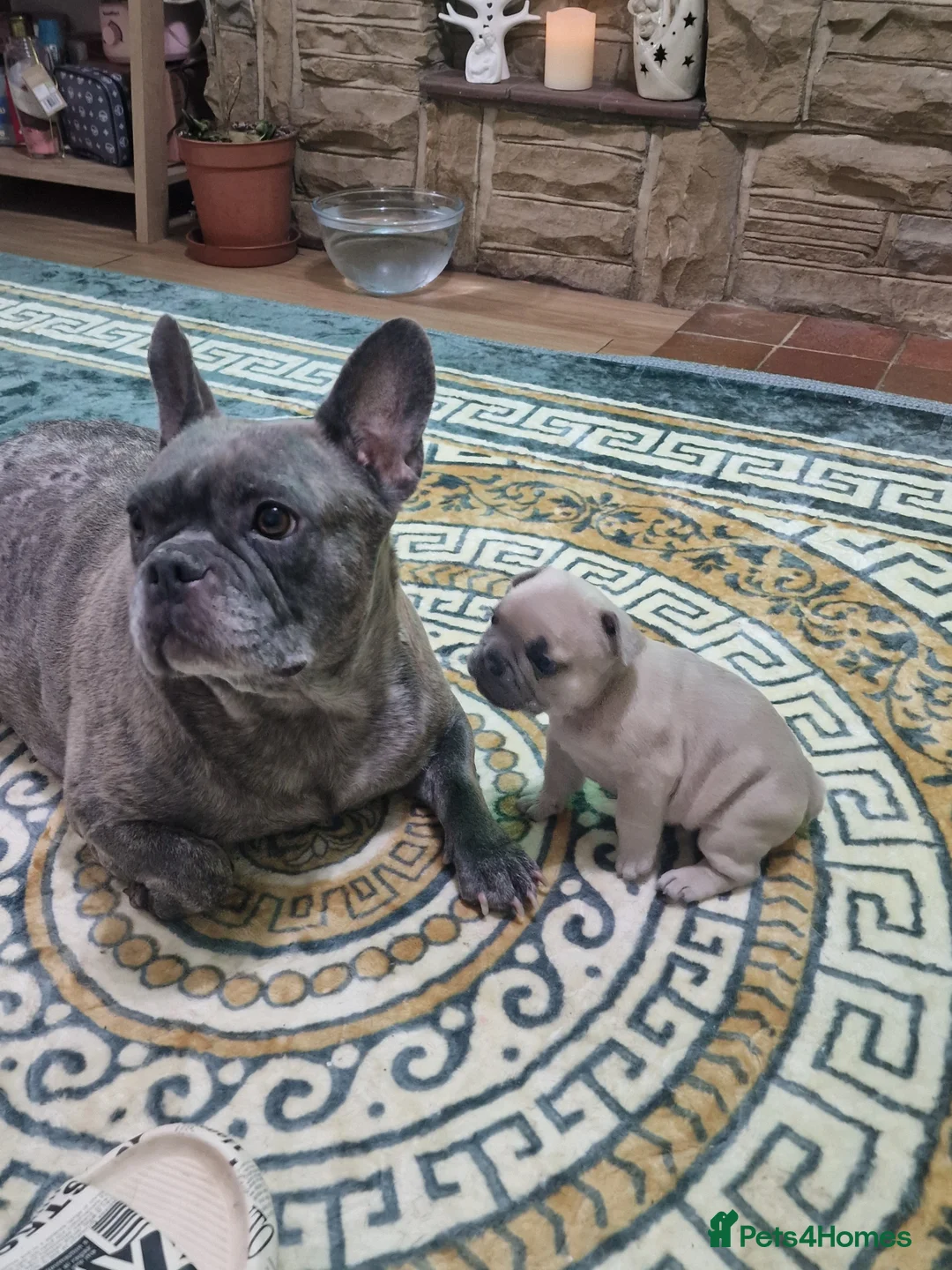 French Bulldog dogs for sale: Beautiful blue french bulldogs puppies  - Advert 1
