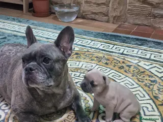 French Bulldog dogs Beautiful blue french bulldogs puppies - Advert 4