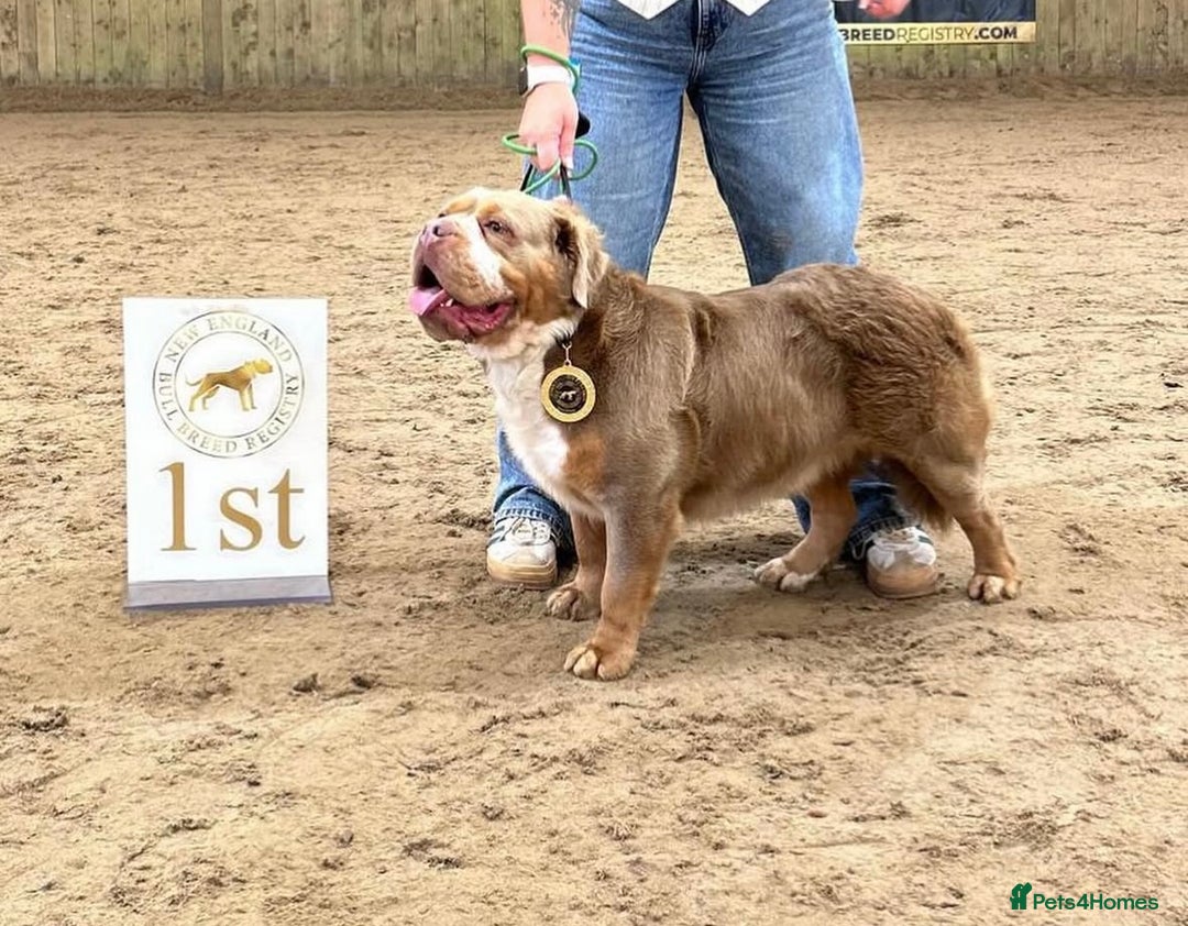 Olde English Bulldogge dogs for sale: READY NOW ✨ FLUFFY OLDE ENGLISH BULLDOGS  - Image 20