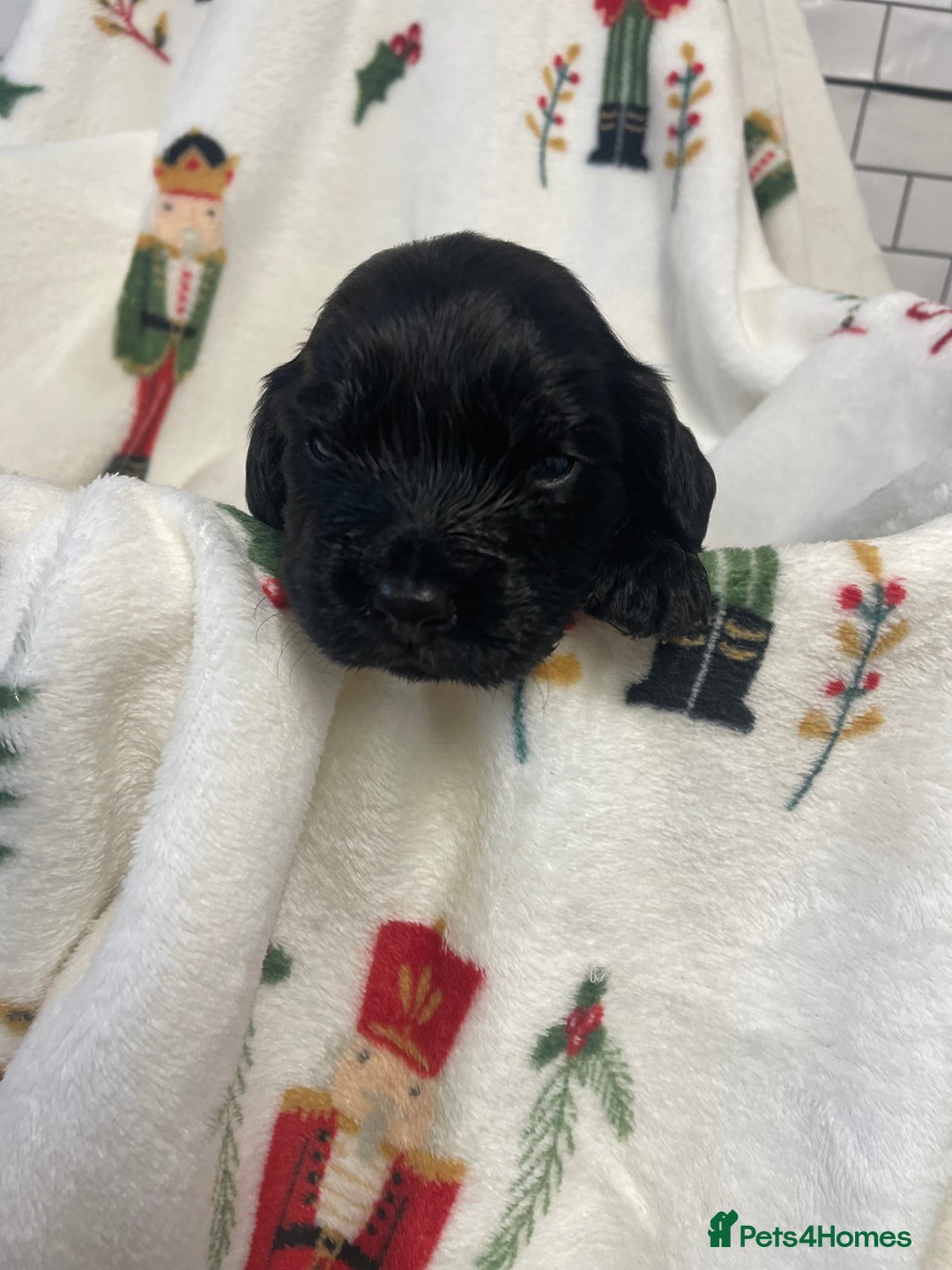 Cocker Spaniel dogs for sale: Cockers  - Advert 4