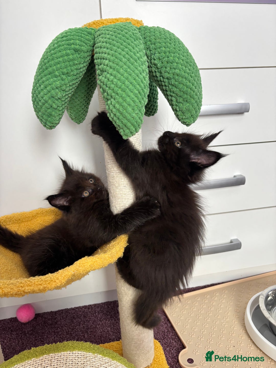 Maine Coon cats for sale: ✨7 Pure Bred Maine Coon Kittens✨ - Image 29
