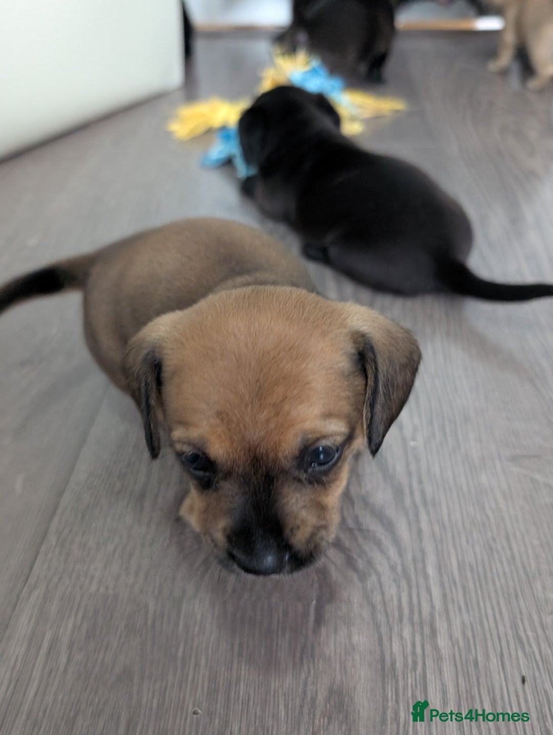 Dachshund dogs for sale: Dachshund x puppies male 2x long haired  - Image 6