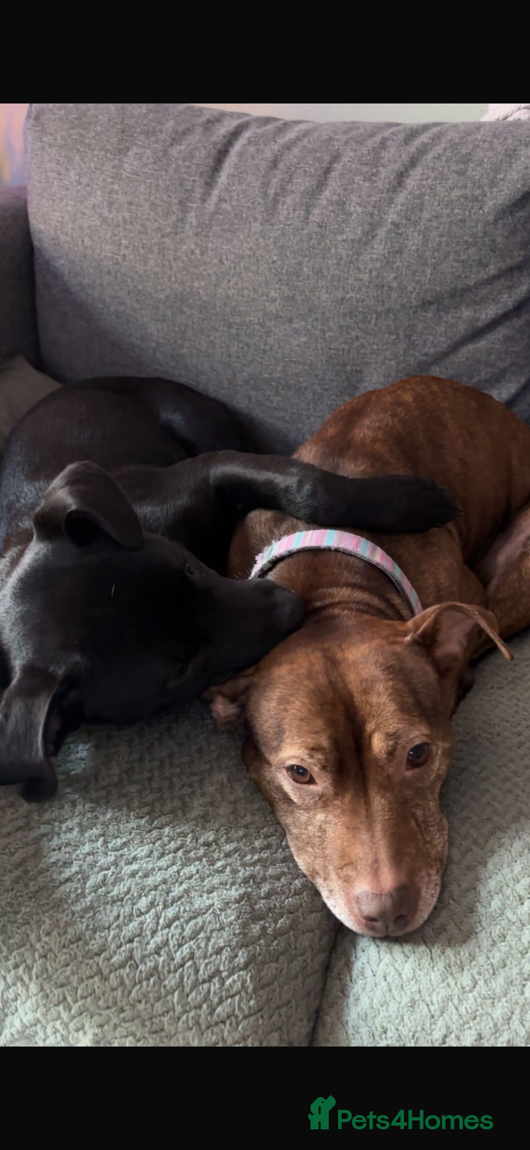 Mixed Breed dogs for sale: Ronnie 8 months old  - Advert 3