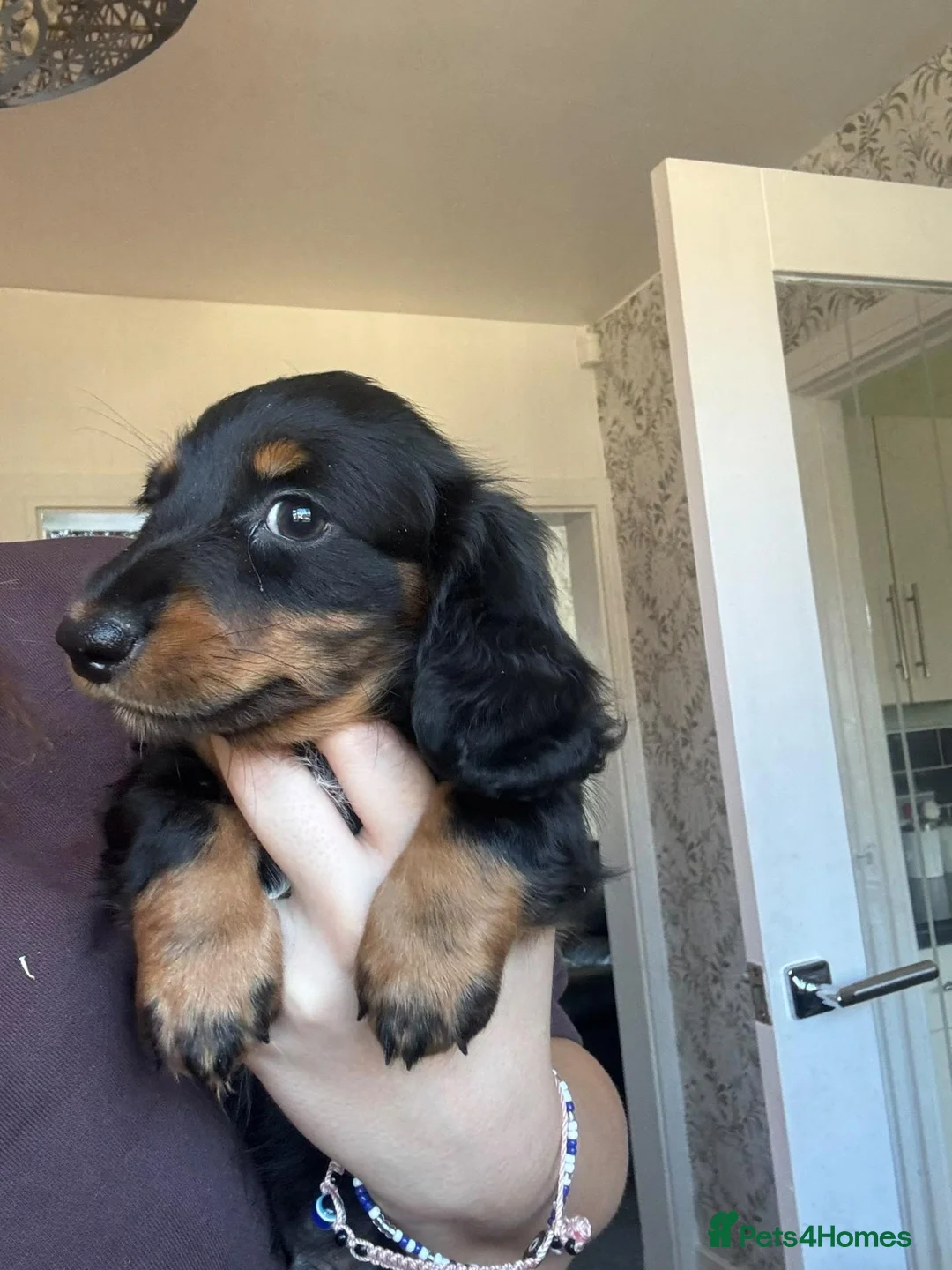 Dachshund dogs for sale: Smooth and long hair miniature dapple beauties in Oldham - Advert 2