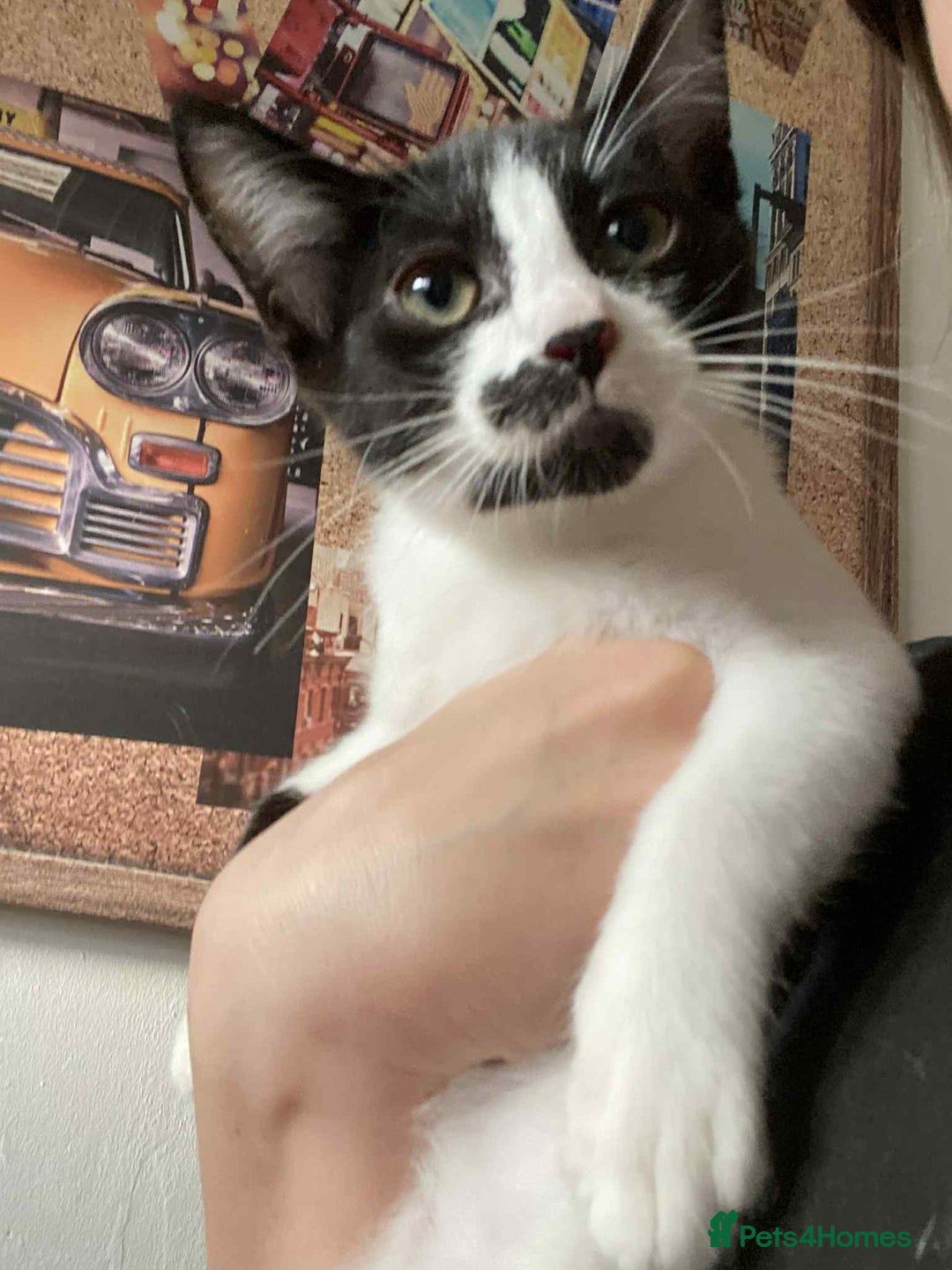 Snowshoe cats for sale: 🐾Gorgeous Kittens Ready for Forever Homes 🏡✨ - Image 10