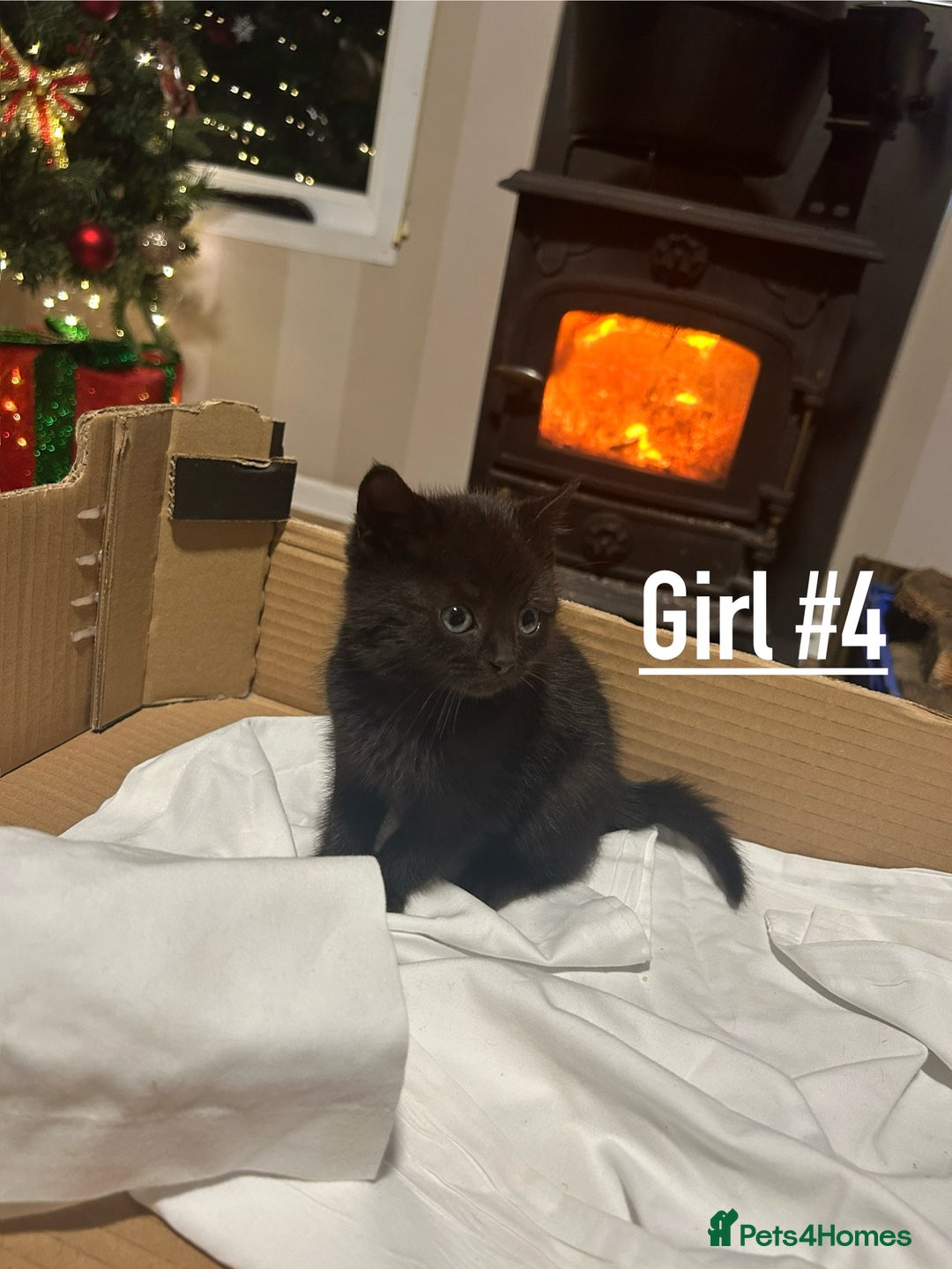 Mixed Breed cats for sale: 6 kittens for sale - Ready 16th December  - Advert 8