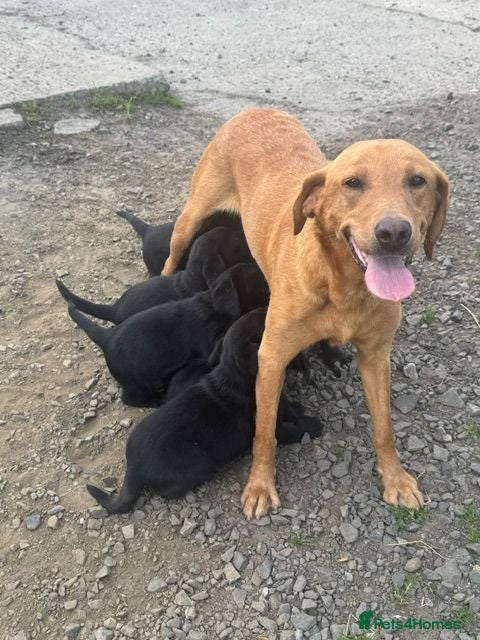 Labrador Retriever dogs Super chunky KC Registered Labrador puppies - Advert 11