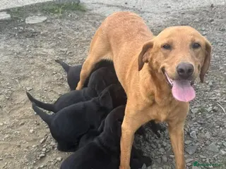 Labrador Retriever dogs Super chunky KC Registered Labrador puppies - Advert 11