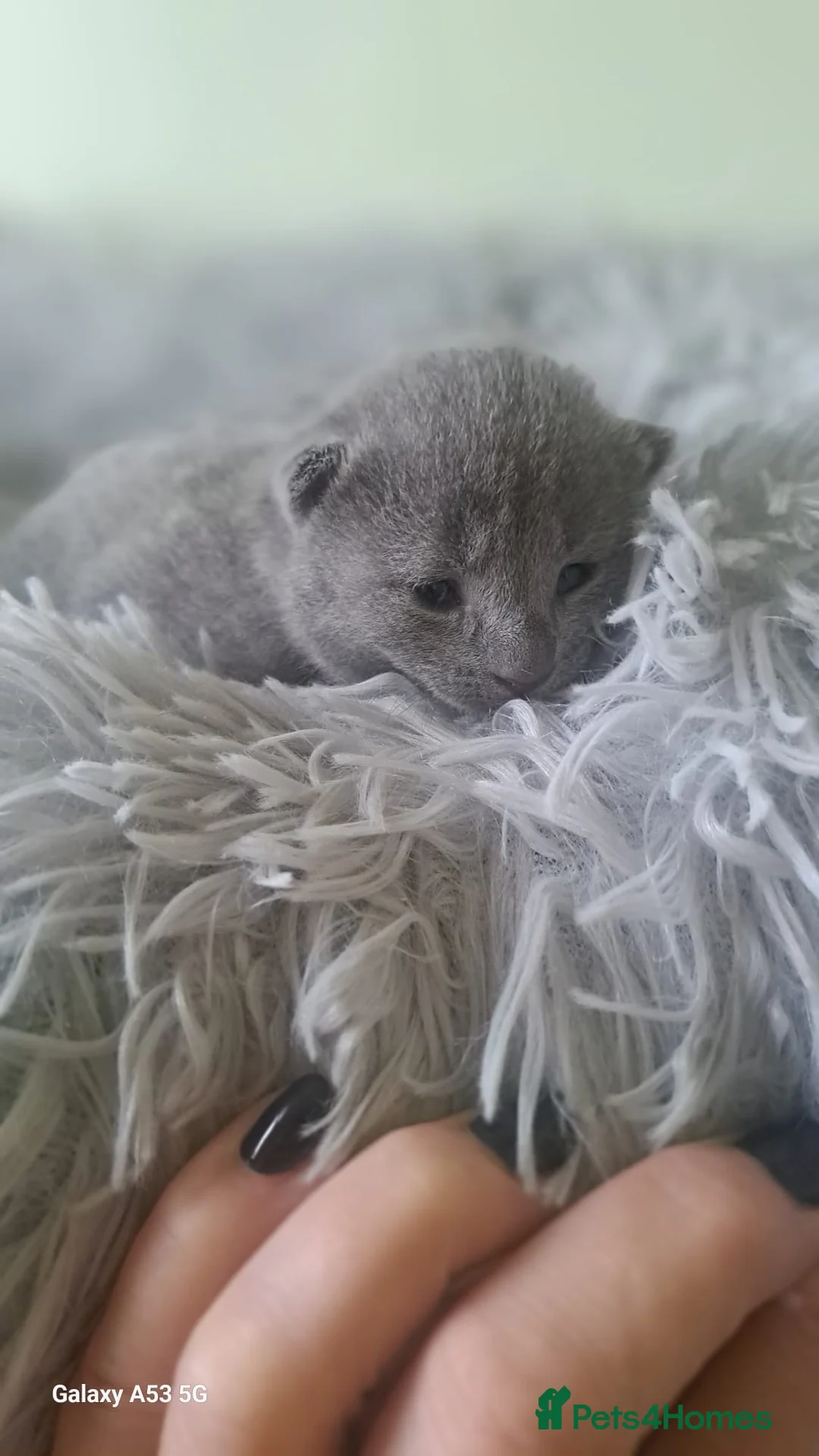 Russian Blue cats for sale: TICA 5* Pedigree Russian Blue Kittens - Advert 5