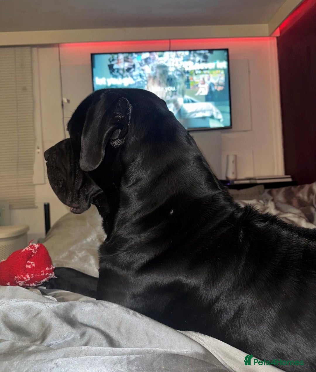 Cane Corso dogs for sale: Cane Corso  - Advert 4