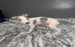 Whippet dogs for sale: ⭐️ LAST beautiful - KC Whippet pup. ⭐️ - Image 13