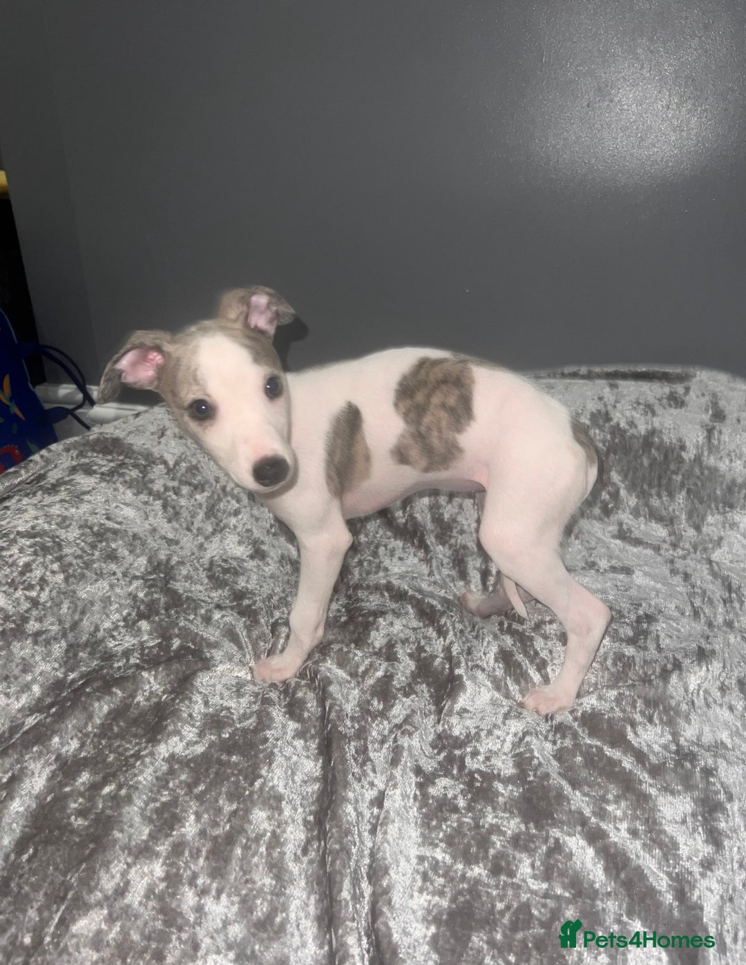 Whippet dogs for sale: ⭐️ LAST beautiful - KC Whippet pup. ⭐️ - Image 13
