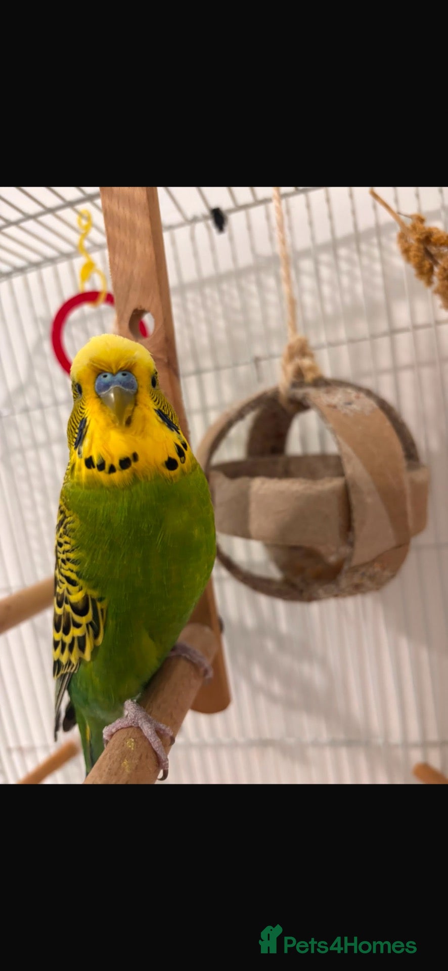 Budgerigars birds Beautiful Green & Yellow Budgerigar - Advert 3