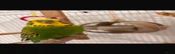 Budgerigars birds for sale: Beautiful Green & Yellow Budgerigar in Stoke-on-Trent - Advert 1