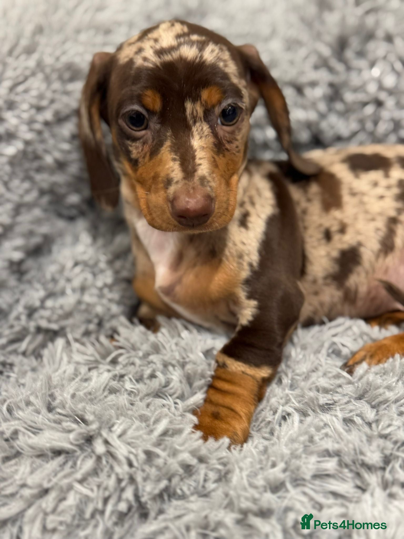 Miniature Dachshund dogs Ready to leave! 2 miniature dachshund puppies - Advert 17