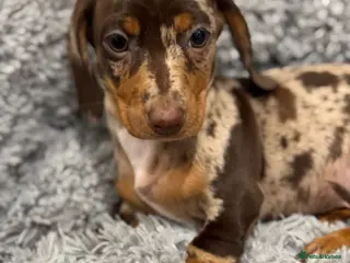 Miniature Dachshund dogs Ready to leave! 2 miniature dachshund puppies - Advert 6