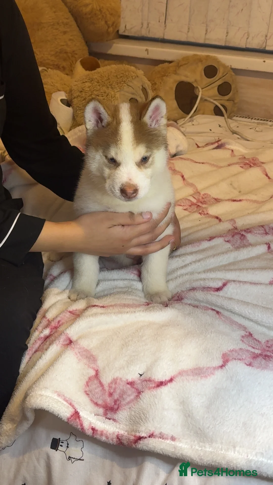 Siberian Husky dogs for sale: Siberian husky  - Advert 22