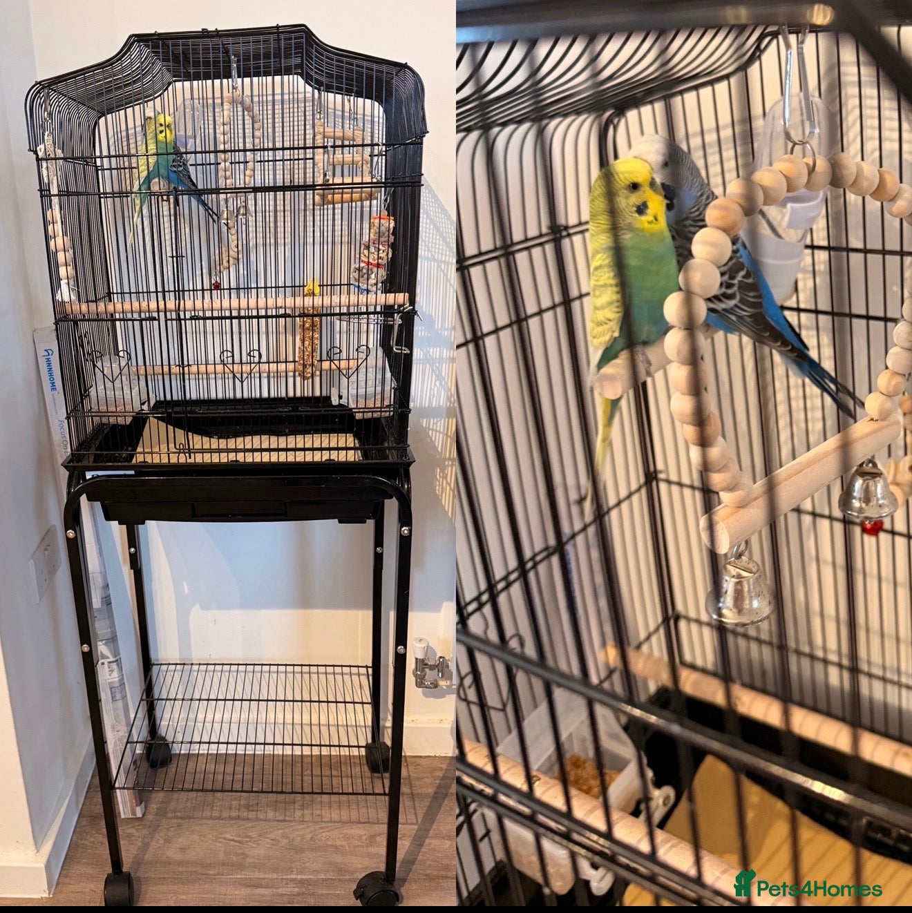 Budgerigars birds Two Beautiful Budgies for Sale – With Cage. - Advert 5