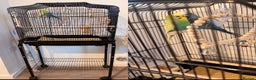Budgerigars birds for sale: Two Beautiful Budgies for Sale – With Cage. - Advert 1