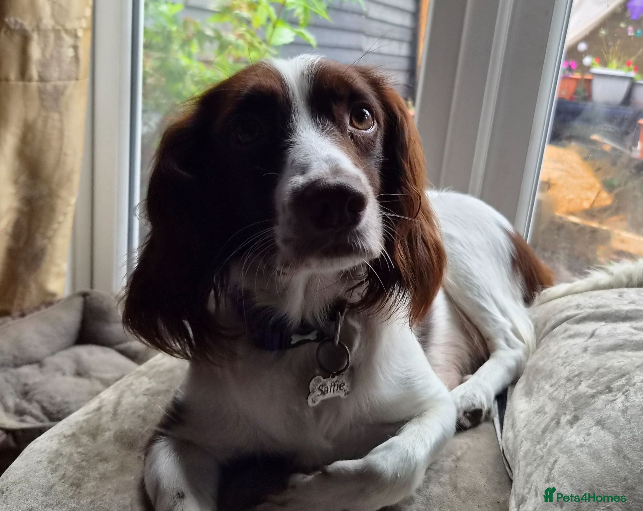 English Springer Spaniel dogs English Springer Spaniel Puppies  - Advert 2