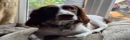 English Springer Spaniel dogs for sale: English Springer Spaniel Puppies  in Bury - Advert 1