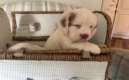 Clumber Spaniel dogs for sale: Fantastic Clumber Spaniel Puppy’s  - Image 13