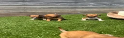 Jackshund dogs for sale: 🐾 Adorable Chiweenie Puppies - Advert 6