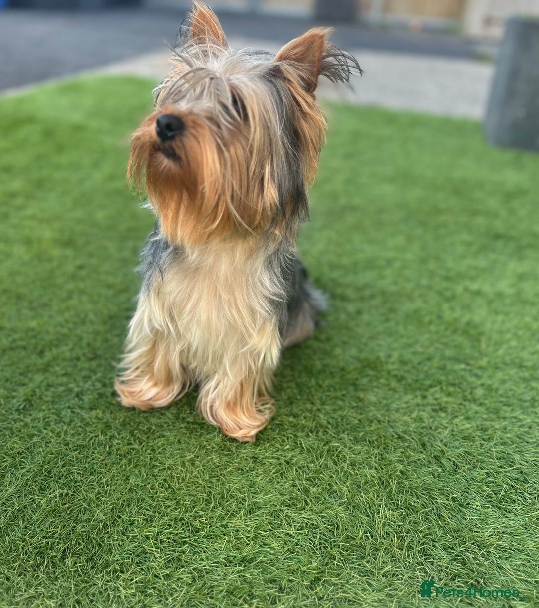 Yorkshire Terrier dogs for sale:    KC registered pedigree YorkshireTerrier Puppies - Image 6