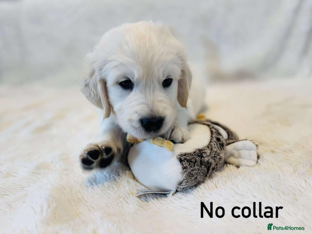 Golden Retriever dogs for sale: 🐾KC Golden Retriever Puppies for Sale 🐾 - Image 4